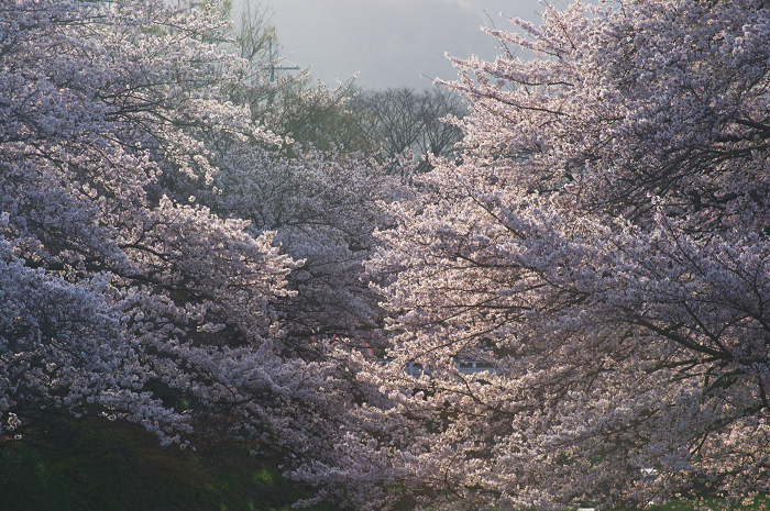 井手・玉川の桜並木_f0155048_016557.jpg