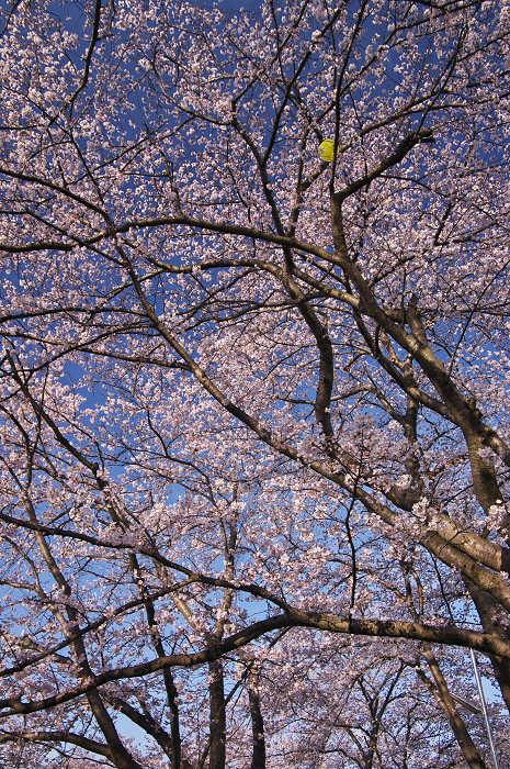 井手・玉川の桜並木_f0155048_017162.jpg