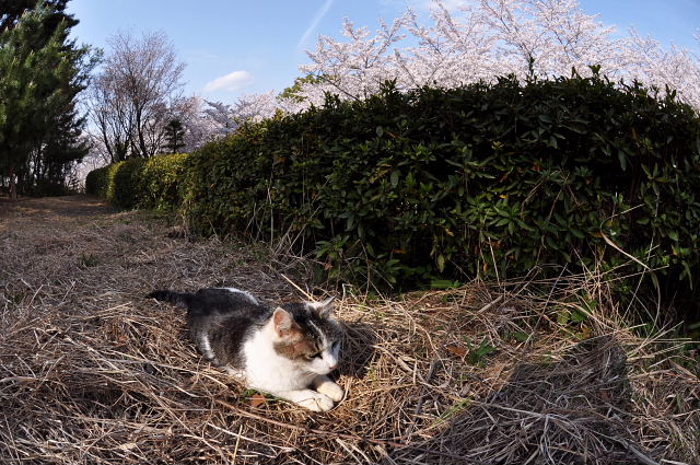 花見に来たけれど・・・・_f0214648_23504593.jpg