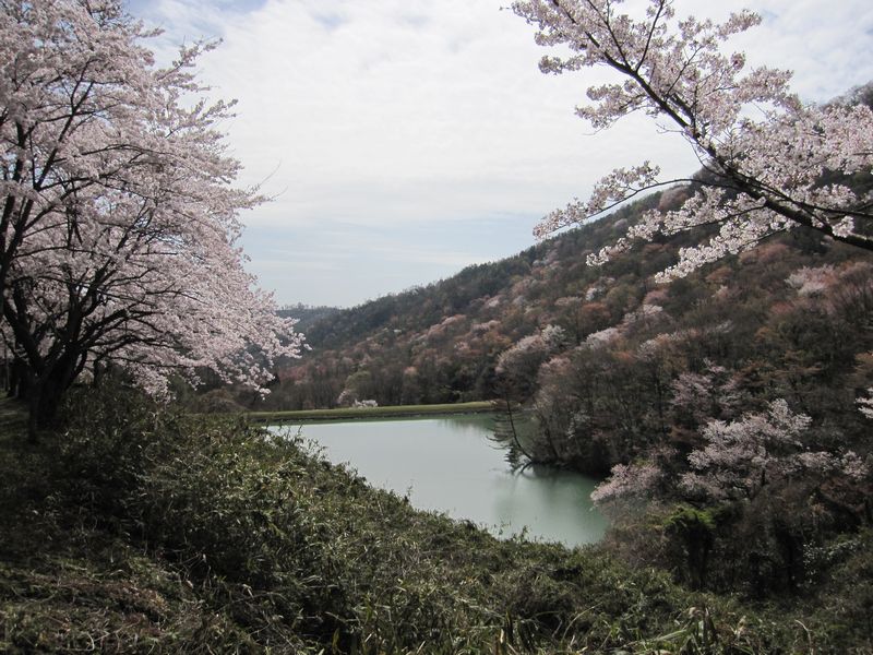 名勝　大野の桜_f0108049_21555582.jpg