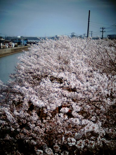 VQ×浦安の桜_e0028650_21572210.jpg