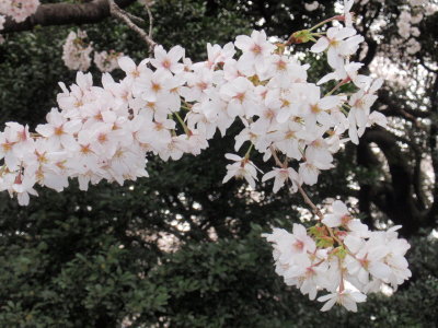 博物館でお花見を　＠東京国立博物館_a0155452_124454.jpg