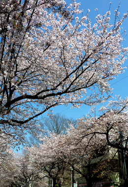 入学式_a0119753_22212668.jpg