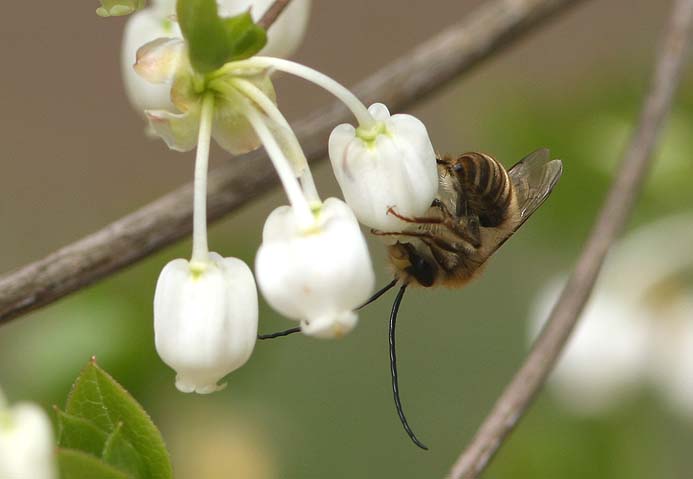 ドウダンツツジに来る虫たち 公園昆虫記