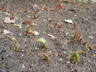 e0004756_20114581.jpg