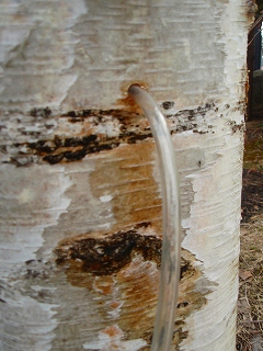 e0004756_2095351.jpg