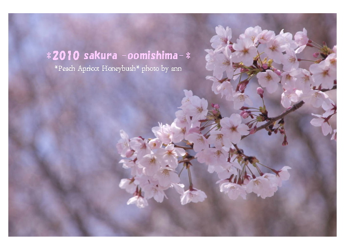 344  *2010　sakura*  3 -oomishima-_f0202957_12393992.jpg