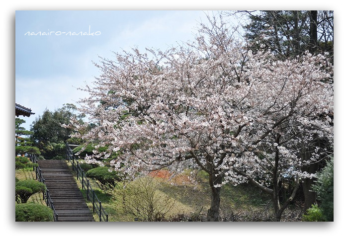 農事センターの桜の風景他・・・_e0153963_23132181.jpg