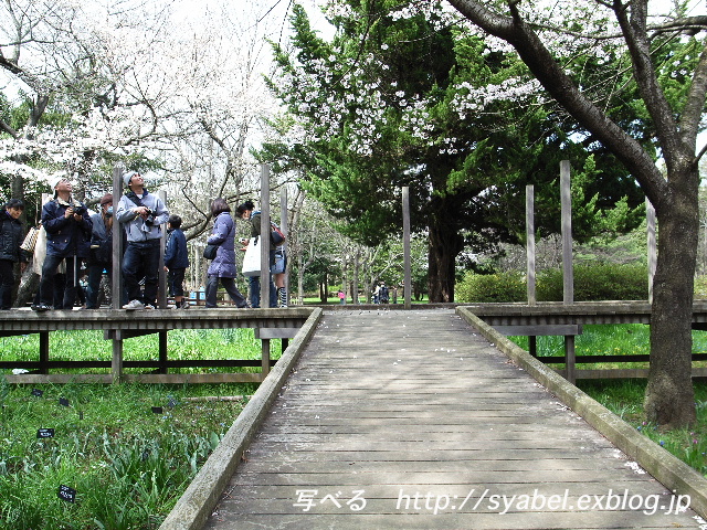 国営昭和記念公園　工芸の森周辺　カメラマン_c0153764_492226.jpg