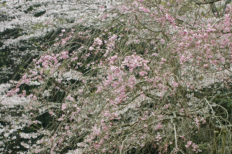 e0006964_20463384.jpg