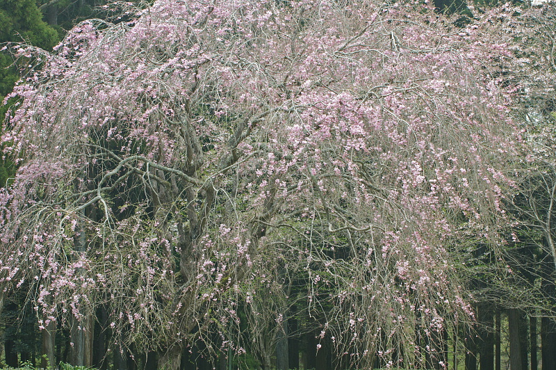 e0006964_2046461.jpg