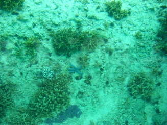 d0104465_1726066.jpg