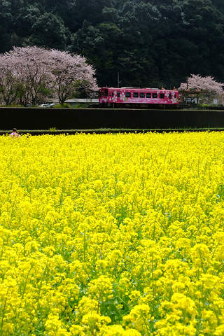 VTR1000Fでツーリング ～ 岩国、桜めぐり_e0045768_2273634.jpg