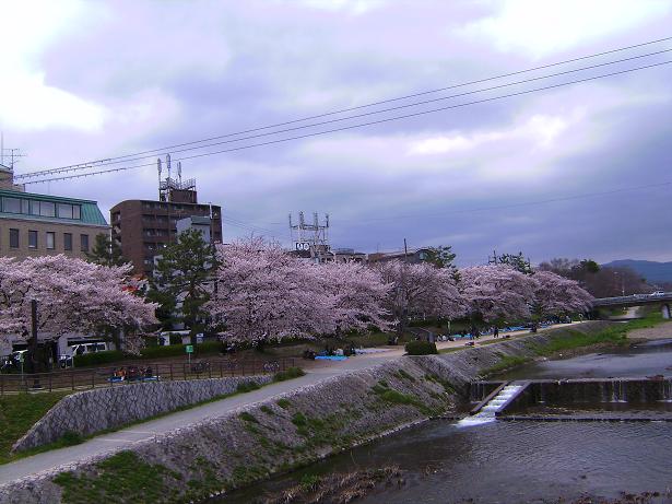 都の桜　－やはり情緒がありますね－_e0084071_0261232.jpg