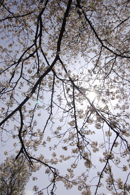 また、桜（墓場にて）_b0035072_20441595.jpg