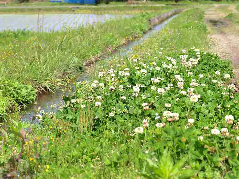 田んぼ道_b0135573_21491698.jpg