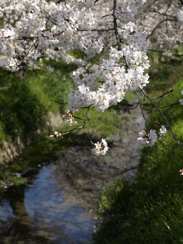 桜満開の時は古都へ～京都を巡る②～_c0177576_181488.jpg