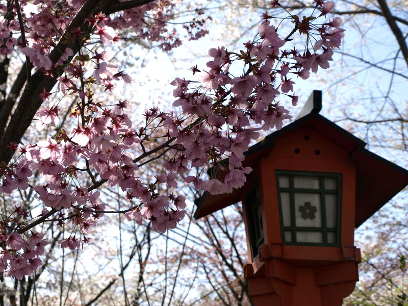 桜満開の時は古都へ～京都を巡る②～_c0177576_1824535.jpg