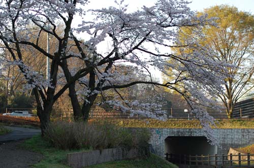桜の写真を撮るなら朝がいいと思う_c0006278_16574796.jpg