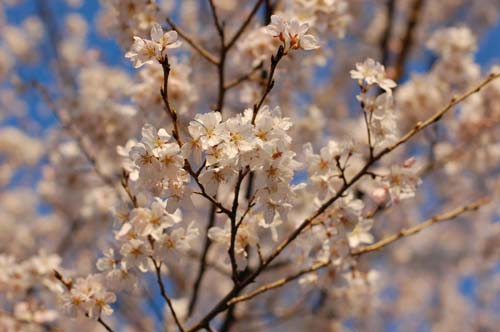 桜の写真を撮るなら朝がいいと思う_c0006278_16585930.jpg