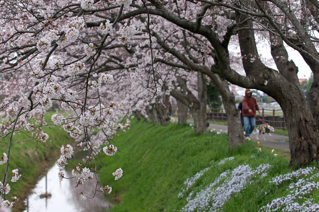 中庄内排水路の桜_f0085878_3143158.jpg