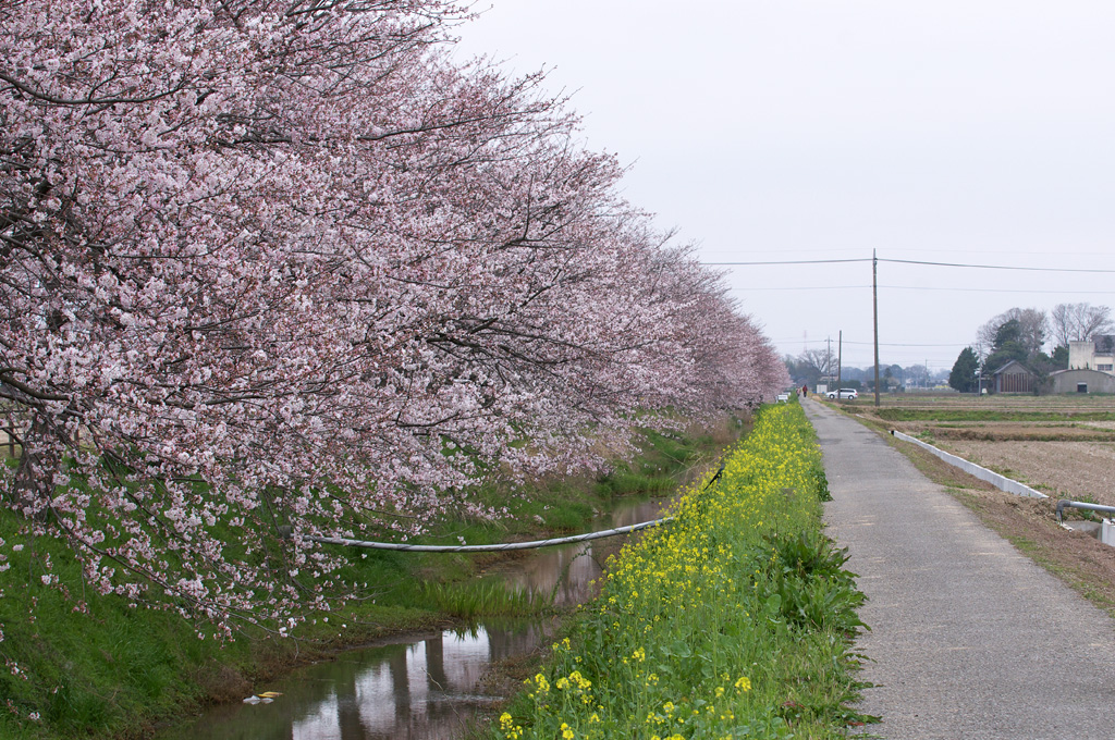 中庄内排水路の桜_f0085878_315613.jpg