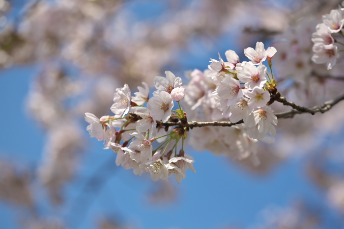 2010桜_其の参　会社の桜_c0130979_0143466.jpg