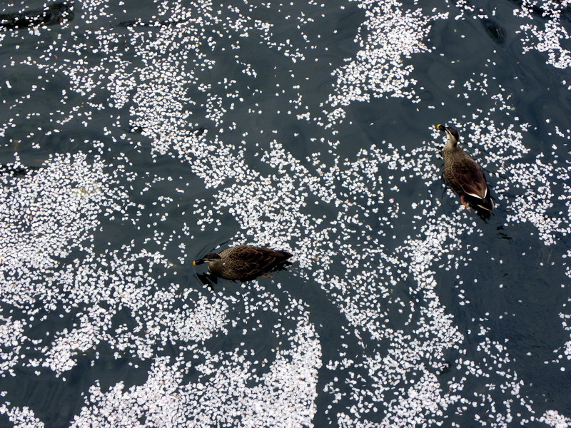 花埋み はなうずみ きままなシニアライフ日記 Photo Diary