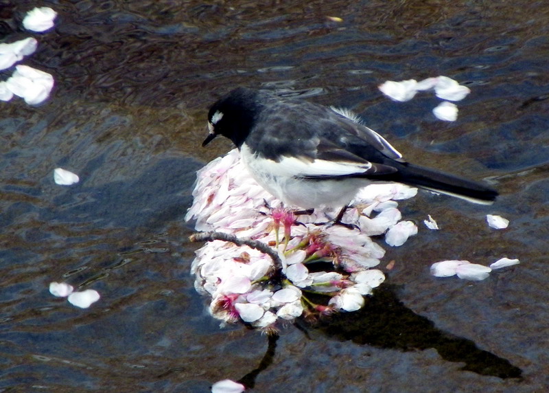 花埋み はなうずみ きままなシニアライフ日記 Photo Diary