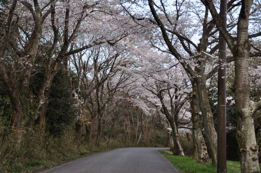 桜咲く風景_b0163381_22582672.jpg