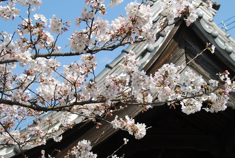 春の花々　デジカメ散策_c0187781_8353416.jpg