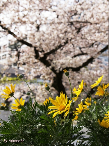 今日もお花見日和_e0156083_942388.jpg