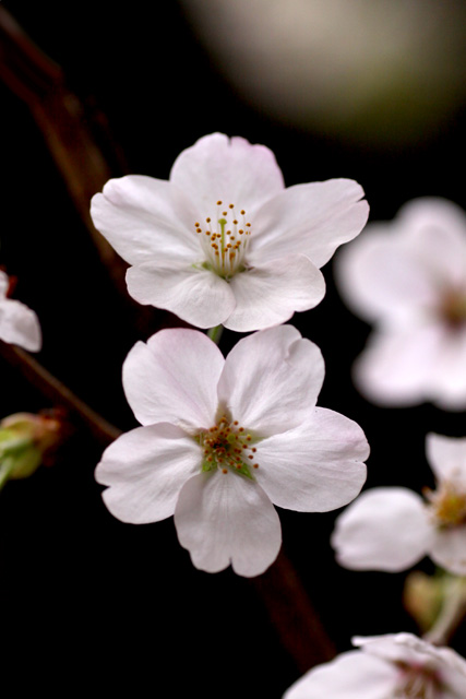 桜色の夢2010　　　- orthodox -_b0067789_0331162.jpg