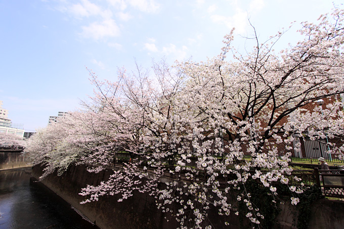 桜色の夢 2010　　　- orthodox2 -_b0067789_804280.jpg