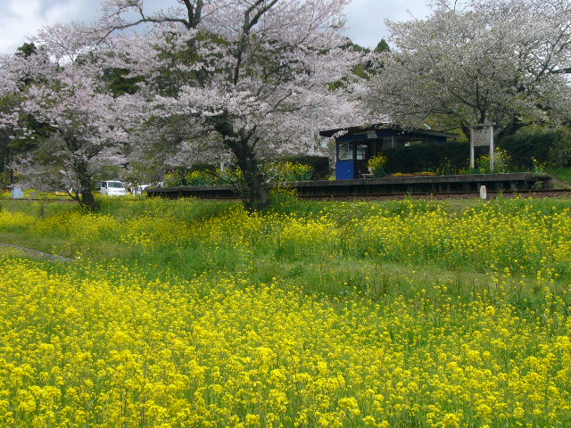 ローカルな春…_d0147789_19404849.jpg