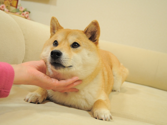 ついついうたた寝、いや爆睡。_a0126590_2484116.jpg