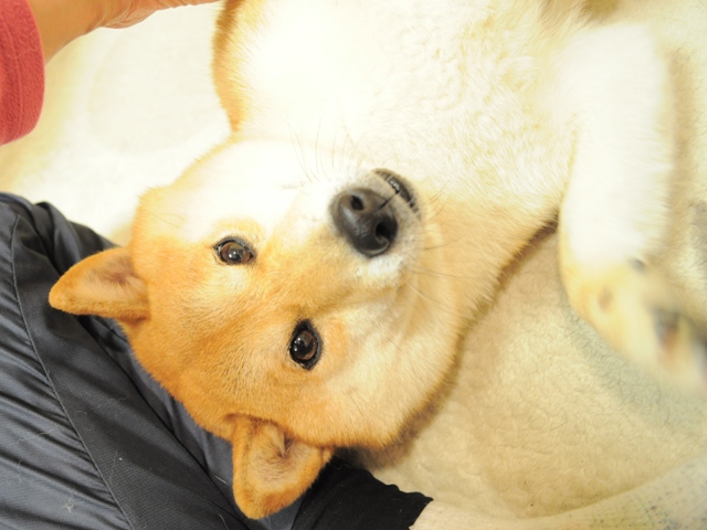 ついついうたた寝、いや爆睡。_a0126590_2491666.jpg