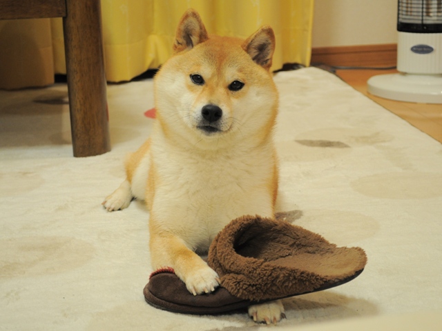 ついついうたた寝、いや爆睡。_a0126590_254218.jpg