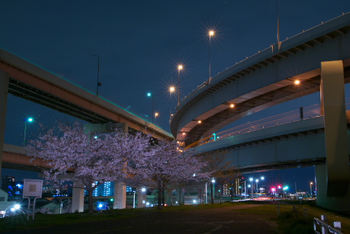 夜桜と江北JCT_c0082191_054331.jpg