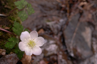 花の饗宴_a0157297_20451994.jpg