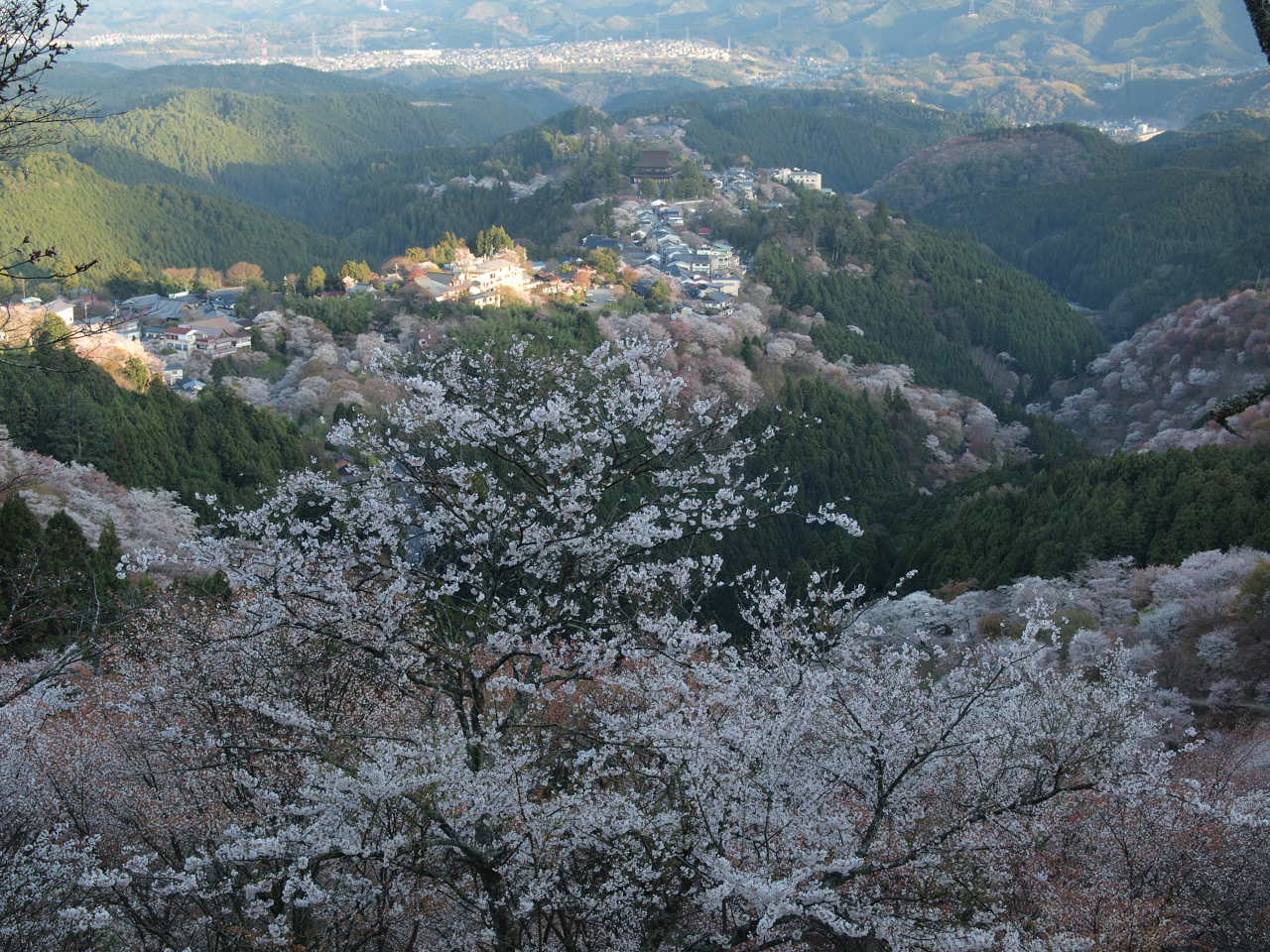 吉野桜_d0020300_18551296.jpg