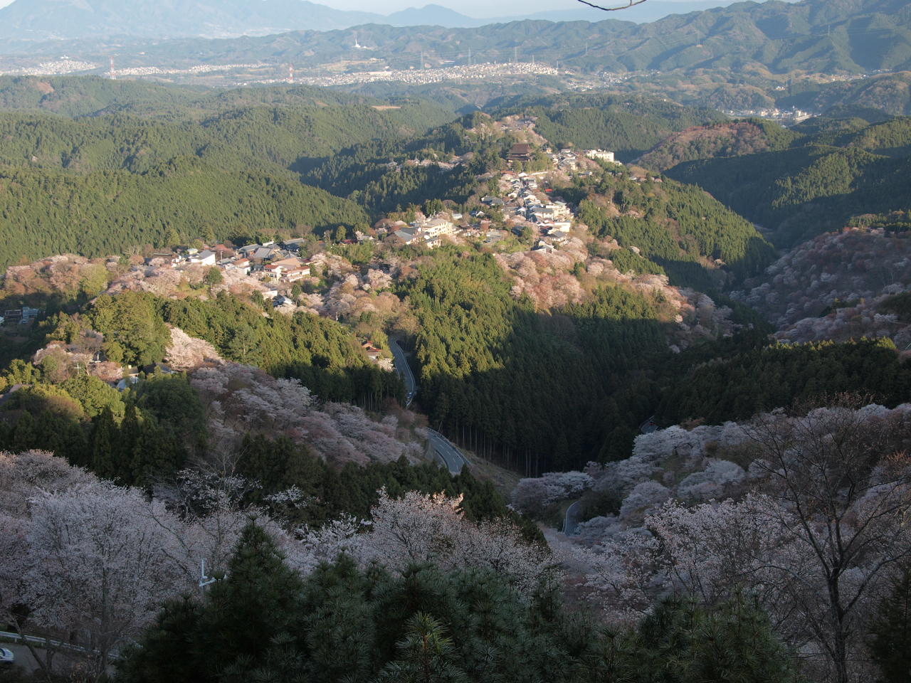 吉野桜_d0020300_1855559.jpg