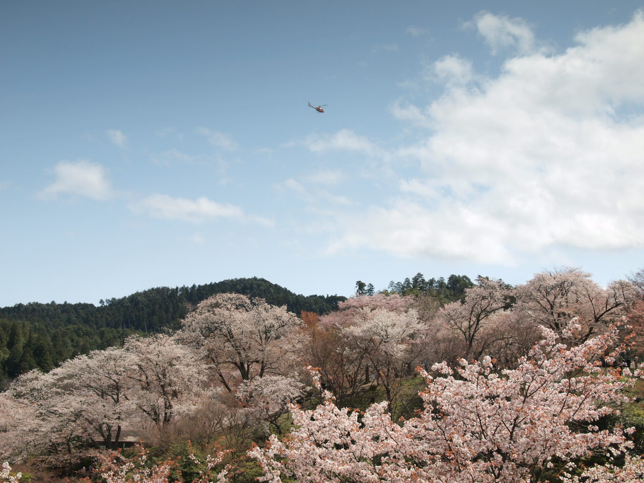 吉野桜３_d0020300_21371315.jpg