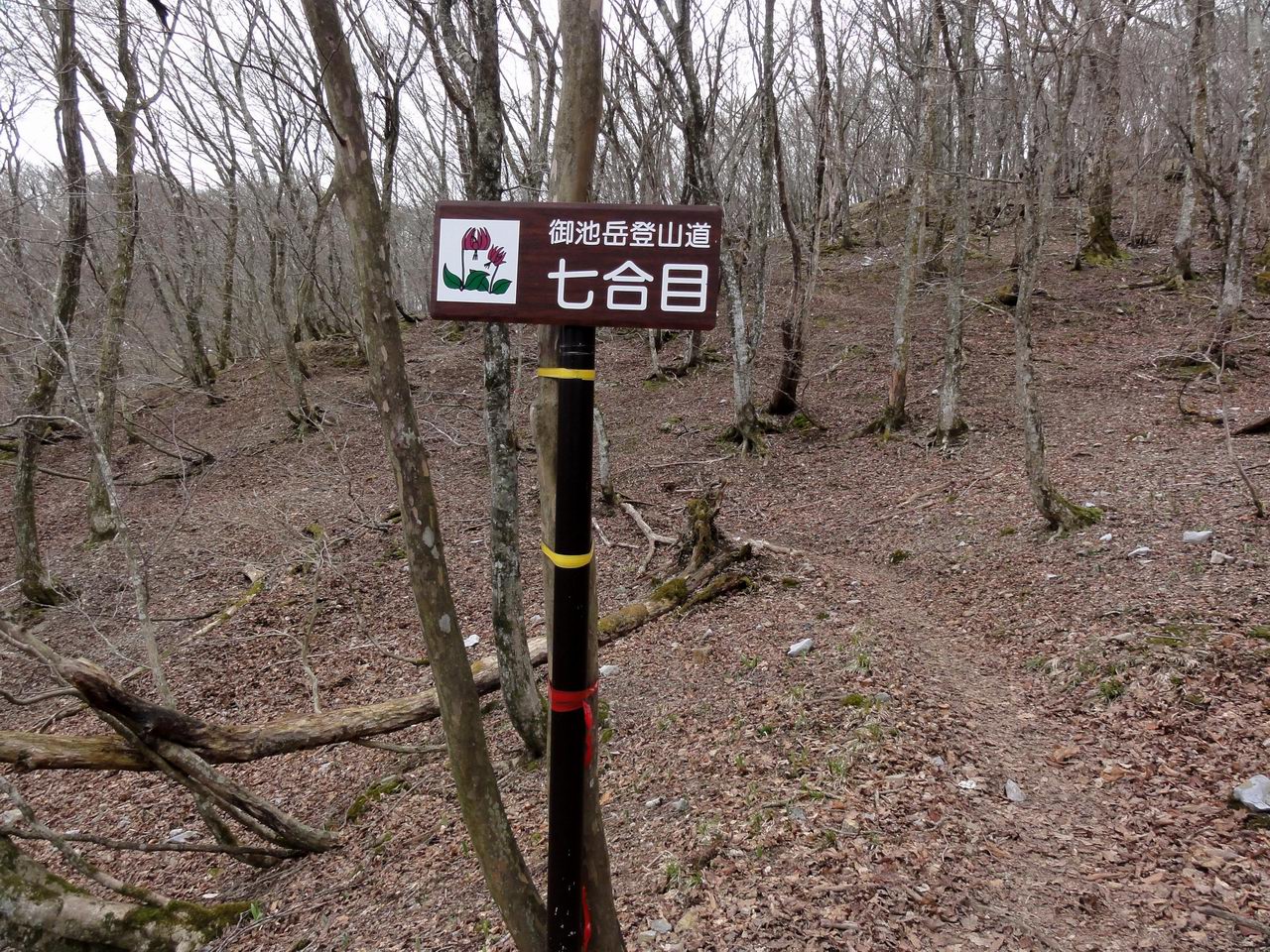 御池岳と藤原岳、二つ一遍に登山_e0110500_18123344.jpg