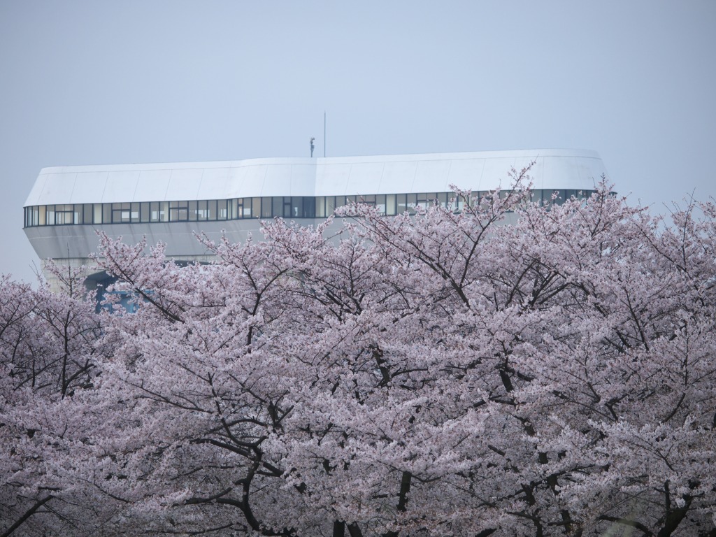 桜草公園にて_f0224100_546581.jpg