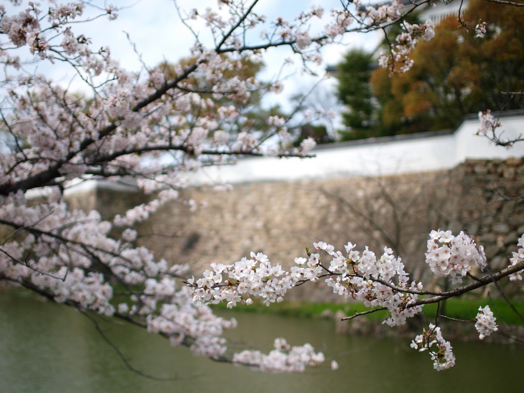 水堀の桜 ～ 「岸和田城」①_b0138101_12111563.jpg