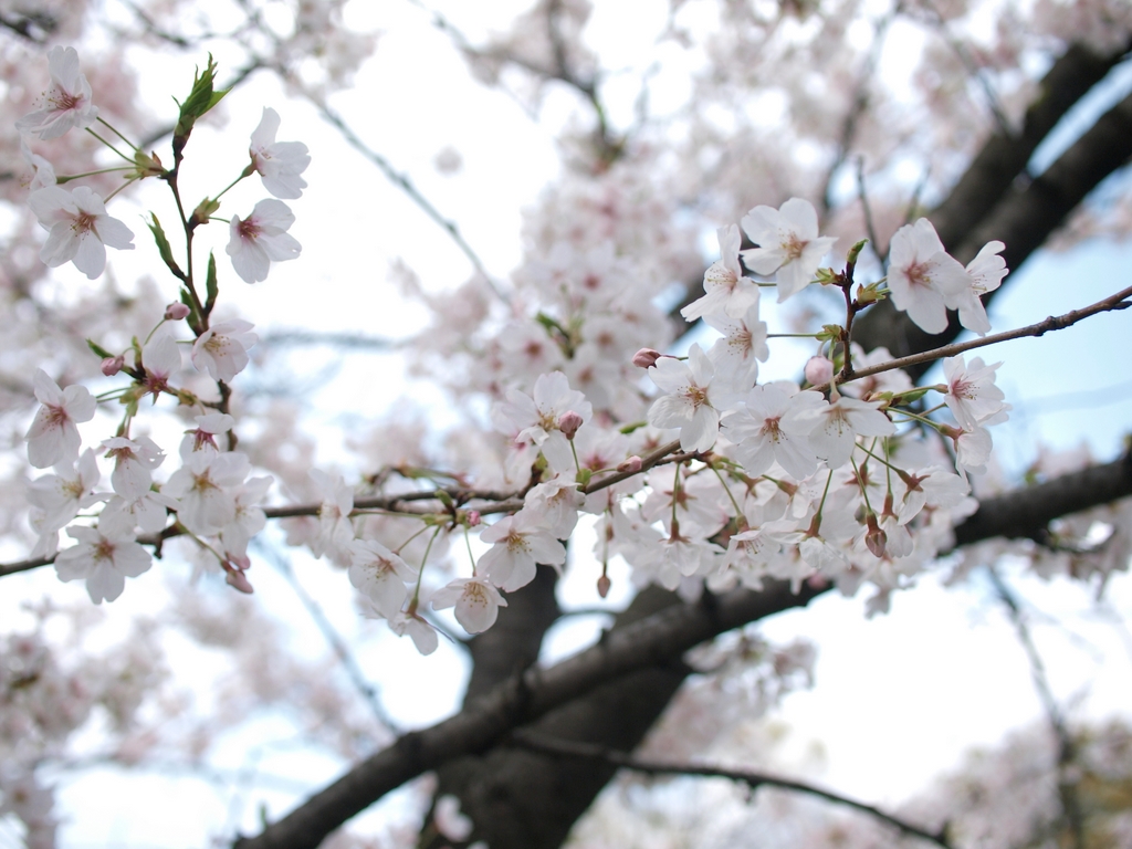 水堀の桜 ～ 「岸和田城」①_b0138101_12114649.jpg