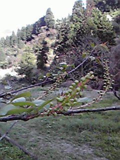 ふたつの桜_c0161301_12154270.jpg