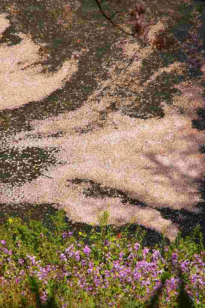 雲母(きら)の舟が出ます♪_a0169902_23182182.jpg