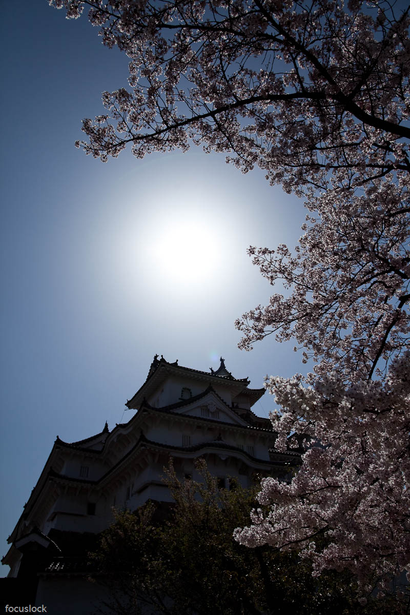 姫路城の桜　1_f0220502_17462063.jpg